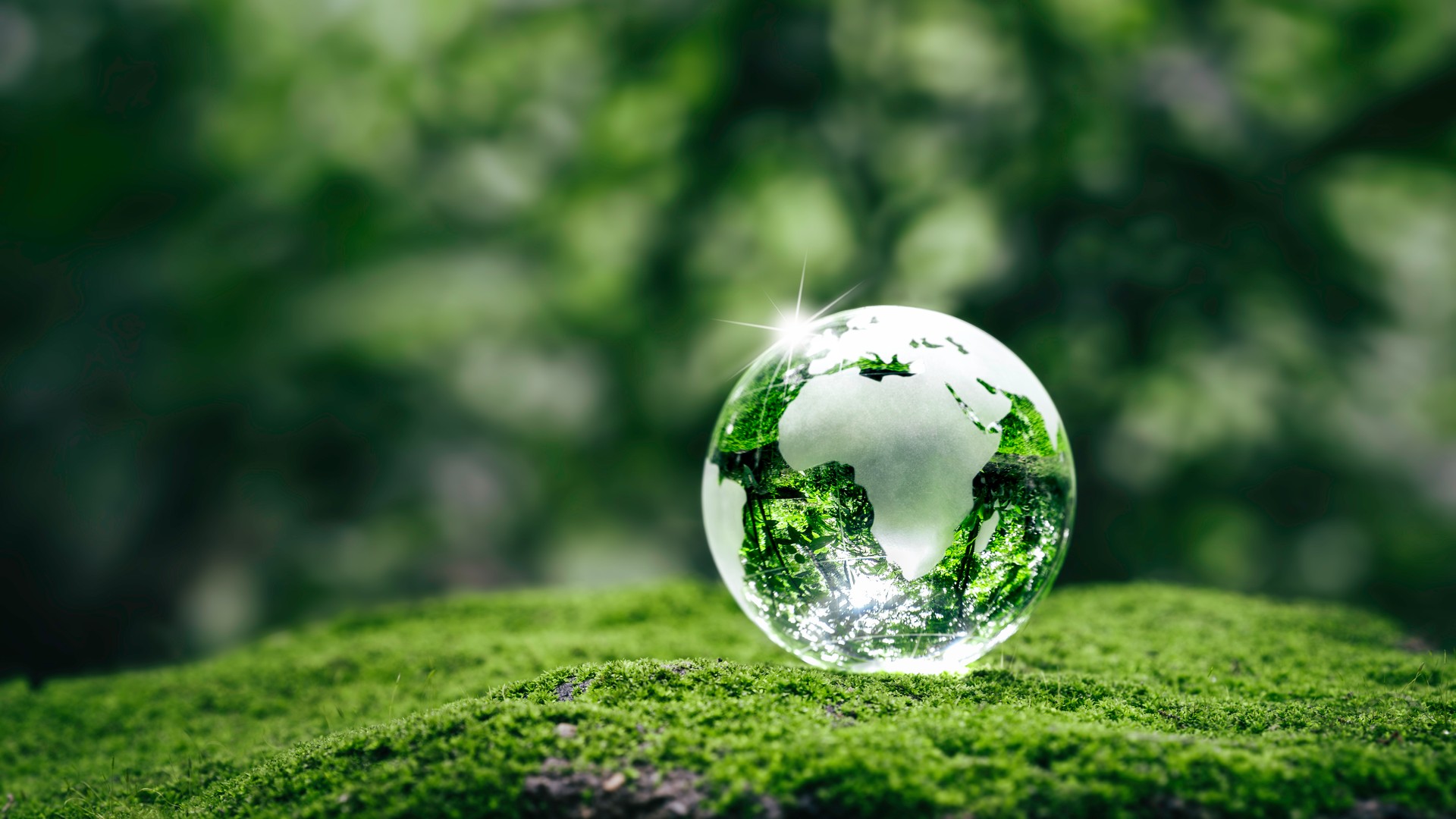 Crystal earth on ferns in green grass forest with sunlight. Environment, save the World, earth day, ecology, and Conservation Concepts.